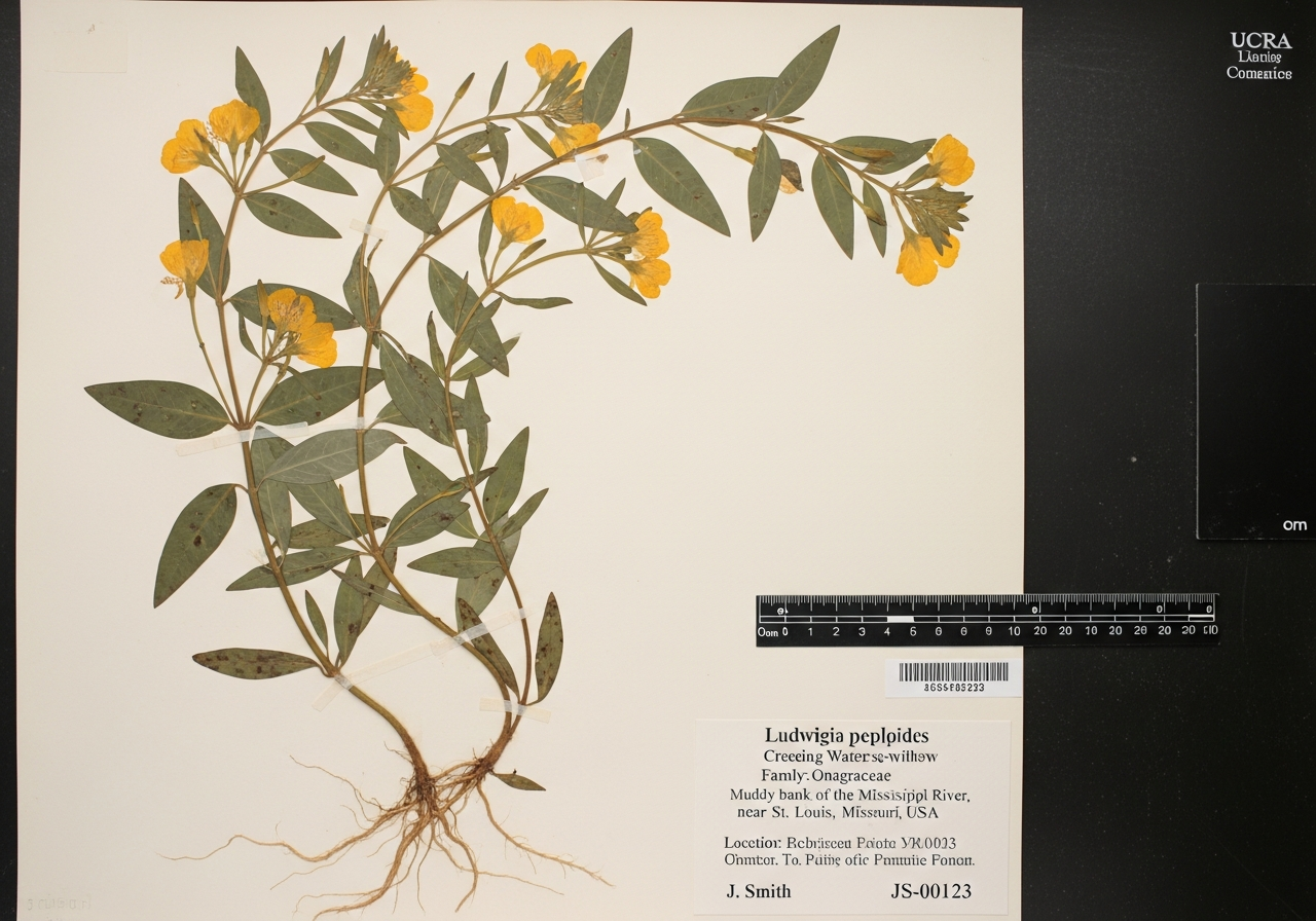 Herbarium pressed specimen of Ludwigia peploides with botanical label and scale bar