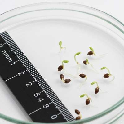 Close-up of Ludwigia peploides seeds germinating in a controlled laboratory setting, showing tiny sprouts emerging from seeds on a petri dish with a ruler for scale, scientific photography, no text, no words, no typography, clean image
