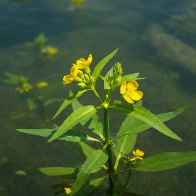 Close-up of Ludwigia peploides plant with distinct leaves and flowers in a natural aquatic environment