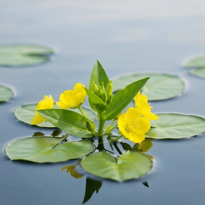 Close-up of Ludwigia peploides (creeping water primrose) with floating green leaves and bright yellow flowers on water, natural lighting, no text, no words, no typography, clean image
