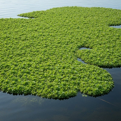 Dense mat of Ludwigia peploides covering a water surface