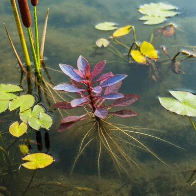 Close-up view of Ludwigia peploides plant with visible roots in clear water, surrounded by blurred native aquatic plants struggling to grow, illustrating allelopathic inhibition, no text, no words, no typography, clean image
