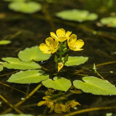 Close-up of Ludwigia peploides with vibrant yellow flowers and floating leaves in a shallow freshwater habitat, natural lighting, high detail