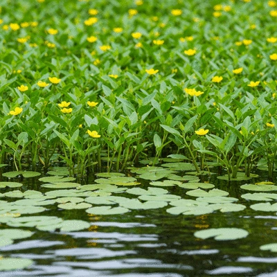 Ludwigia peploides growing densely in a shallow wetland habitat, vibrant green leaves and yellow flowers on the water surface