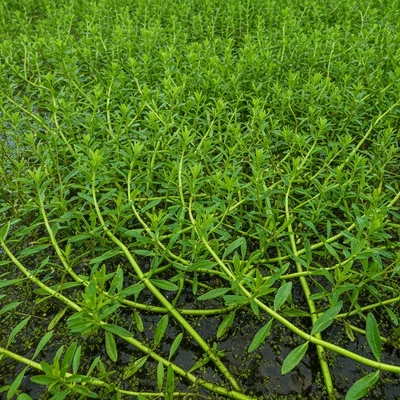 Ludwigia peploides growing in a shallow, nutrient-rich wetland