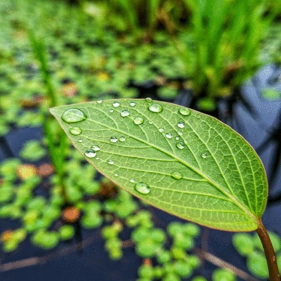 Ludwigia peploides growing in a shallow wetland, forming dense mats of green leaves and yellow flowers, no text, no words, no typography, clean image